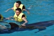 Jeep Riders Dolphin Cozumel