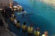 Dolphins and jeep tour