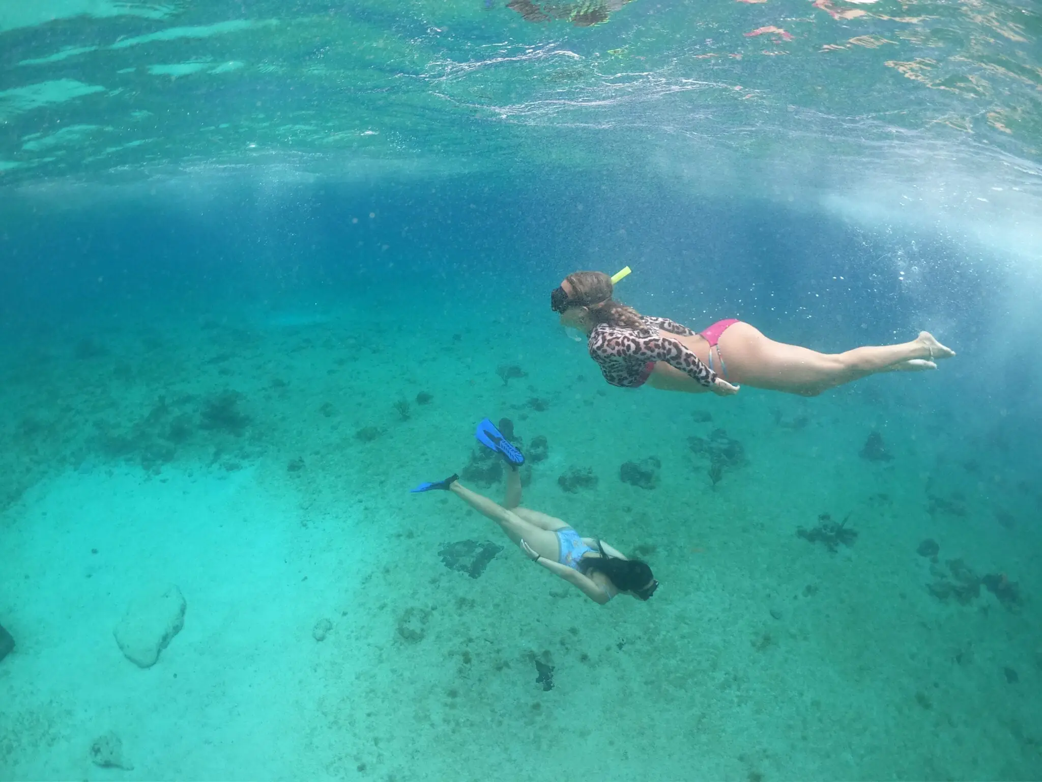 cozumel snorkel clear boar